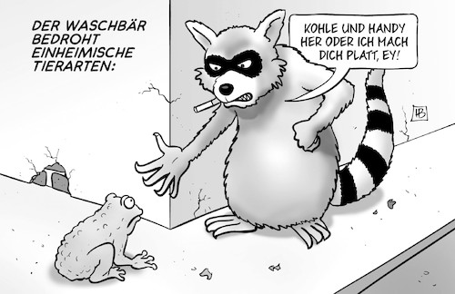 Waschbär