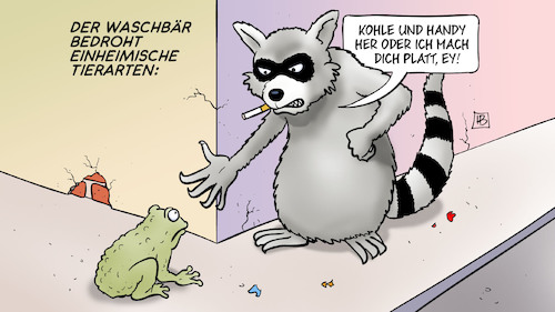 Waschbär Waschbär