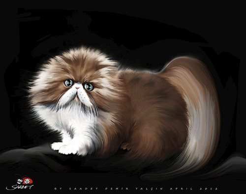Cartoon: Persian Cat (medium) by saadet demir yalcin tagged saadet,sdy,cat