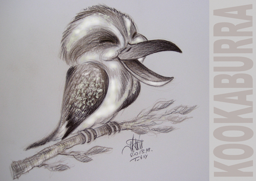 Cartoon: KOOKABURRA (medium) by T-BOY tagged kookaburra