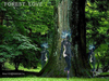 Cartoon: FOREST LOVE 2 (small) by T-BOY tagged forest,love
