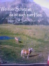 Cartoon: Wie ein letzter Gruß (small) by DanielArnold tagged haflinger,pferd,paar,südtirol,alpen,lukas,bibel,trauer,paradies