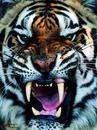 Cartoon: Halloween (small) by yamo3asamo tagged hungry,monster,halloween,tiger,teeth