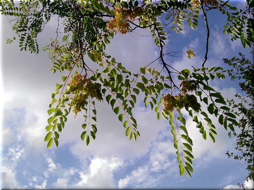 Cartoon: Himmel und Götterbaum (medium) by lesemaus tagged himmel,götterbaum