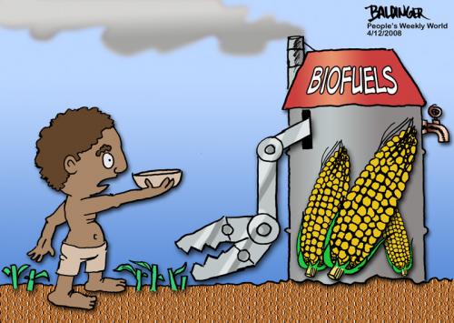 Cartoon: Biofuels (medium) by dbaldinger tagged food,corn,poverty,starvation,