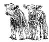 Cartoon: Sheeps (small) by ARTito tagged schaf,sheep,animals,twins,sweet,süß,dithmarschen