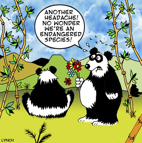 Cartoon: another headache (medium) by toons tagged pandas,endangered,species,bears,environment,reproduction,china,bamboo,flowers,relationships