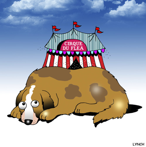 Cartoon: Cirque Du Flea (medium) by toons tagged dogs,circus,flea,cirque,do,solei,fleas
