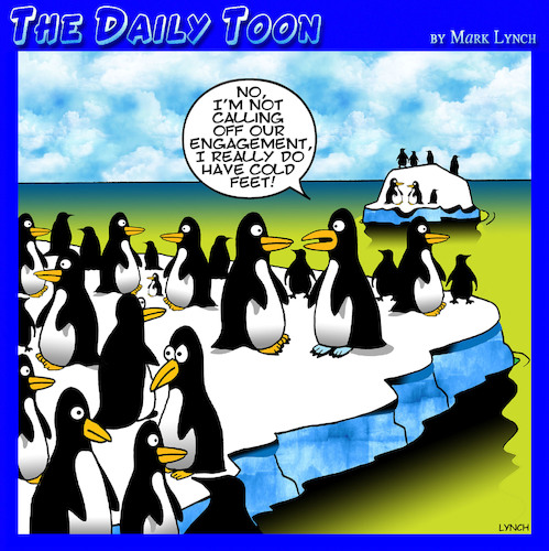 Cartoon: cold feet (medium) by toons tagged penguins,marriage,engaged,cold,feet,arctic,penguins,marriage,engaged,cold,feet,arctic