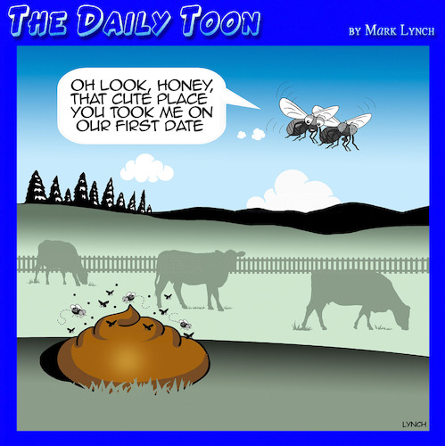Cow pat Cow pat