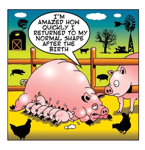 Cartoon: piggies (medium) by toons tagged pigs,piglets,babies,farms,pregnancy,animals,swine
