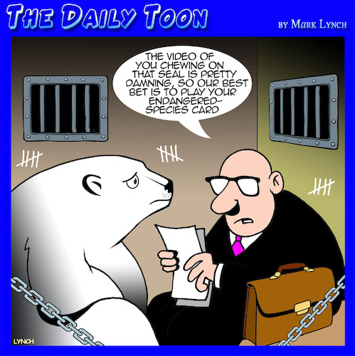 Polar bears Polar bears