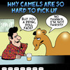 Cartoon: buy you a drink (small) by toons tagged animals,dating,camels