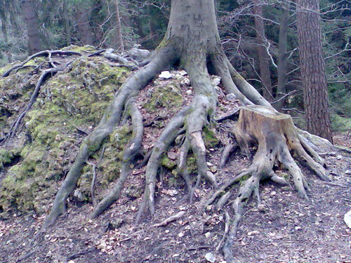 Cartoon: Roots and trunk (medium) by RnRicco tagged nature,franconia,roots,forest,trunk,earth