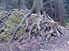 Cartoon: Roots and trunk (small) by RnRicco tagged nature,franconia,roots,forest,trunk,earth