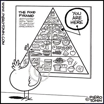 Cartoon: Chicken and the Food Pyramid (medium) by Piero Tonin tagged piero,tonin,food,pyramid,chicken,diet,dieting,health,nutrition
