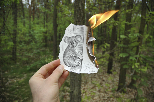 Cartoon: Pencil Vs Camera - 15 (medium) by BenHeine tagged pencil,vs,camera,traditional,digital,drawing,photography,koala,extinction,ben,heine,australia,poland,otwock,fire,flames,forest,trees,arbres,tronc,attacks,bushfires,road,accidents,fur,fourrure,destruction,habitat,preservation,imagination,cr