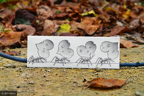 Cartoon: Pencil Vs Camera - 39 (medium) by BenHeine tagged 200mm,amour,pheromons,ant,ben,heine,pulse,beat,coeur,cute,drawing,vs,photography,insect,social,folded,fourmis,heart,feuille,paper,autumn,fall,colors,leaf,love,macro,benheine,pvsc,pencil,camera,saint,valentine,samsung,imaging,zoom