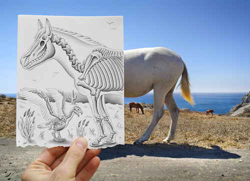 Cartoon: Pencil Vs Camera - 40 (medium) by BenHeine tagged bird,bones,cheval,creative,drawing,equine,greece,hand,horse,imagination,vs,reality,mykonos,oiseau,pencil,camera,benheine,photography,tail,plant,desert,dry,samsung,imaging,scanner,the,artistery,horizon,skeleton,xray,dimension,dessin,dibujo,imagen,profile,nature,shadow,duo,cactus,sea,seaside,waterscape,vision