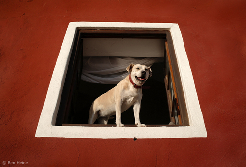 Cartoon: Will You be my Romeo? (medium) by BenHeine tagged romeo,and,juliet,shakespeare,dog,ben,heine,greece,photography,chien,funny,pies,santorini,window,fenetre,drama,hello,bonjour,csesc,romance,love,friendship,friend