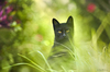 Cartoon: Black Cat (small) by BenHeine tagged cat,black,animal,benheine,photography,tunisia,green,chance,superstition