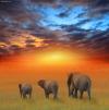 Cartoon: The Future is Bright (small) by BenHeine tagged kenya elephants ben heine wild red orange big five animal africa savane safari family walk the future is bright hubert lebizay nature photo texture sky colours warm hot chaleur size father mother child grass herbes gazon horizon clouds yellow