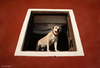 Cartoon: Will You be my Romeo? (small) by BenHeine tagged romeo,and,juliet,shakespeare,dog,ben,heine,greece,photography,chien,funny,pies,santorini,window,fenetre,drama,hello,bonjour,csesc,romance,love,friendship,friend