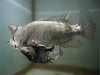 Cartoon: Fish! (small) by willemrasingart tagged nature