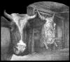 Cartoon: The ox (small) by willemrasingart tagged rembrandt,