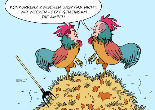 Krähen die Hähne ... Krähen die Hähne ...