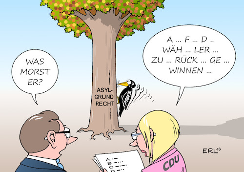 Schwarzspecht Schwarzspecht