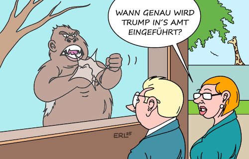 Silberrücken Silberrücken