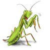 Cartoon: mantis (small) by Martin Hron tagged mantis