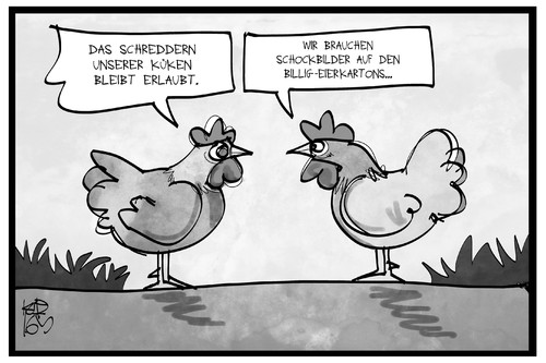 Küken schreddern Küken schreddern