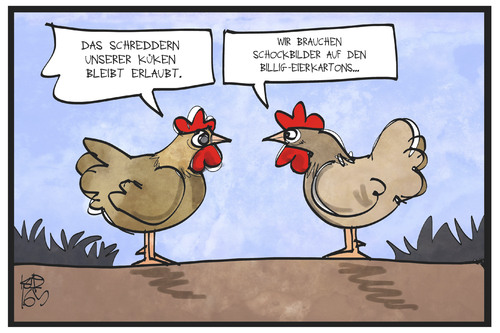 Küken schreddern