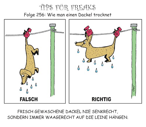 Dackel trocknen Dackel trocknen