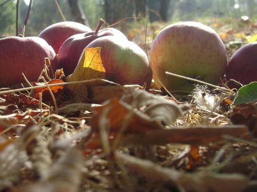 Cartoon: my grandma s apples (medium) by CIGDEM DEMIR tagged apple,red,photo,nature