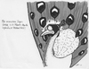 Cartoon: Pfauen-Paranoia (small) by bertgronewold tagged pfau,paranoia,angst,augen