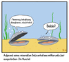 Cartoon: Bedrohte Tierwelt (small) by Tobias Wieland tagged nuschel,muschel,natur,meer