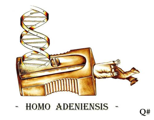 HOMO ADENIENSIS HOMO ADENIENSIS
