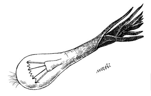 Cartoon: bio lamp (medium) by Medi Belortaja tagged oniony,light,nature,bioenergy,lamp
