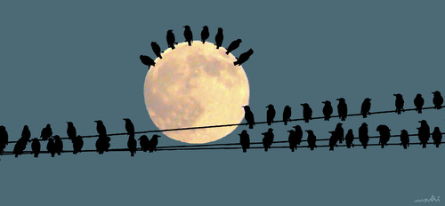Cartoon: birds and moon (medium) by Medi Belortaja tagged birds,moon,night