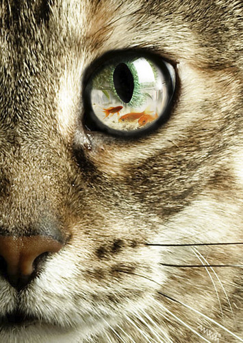 Cartoon: cats eye (medium) by Medi Belortaja tagged aquarium,fish,eye,cats