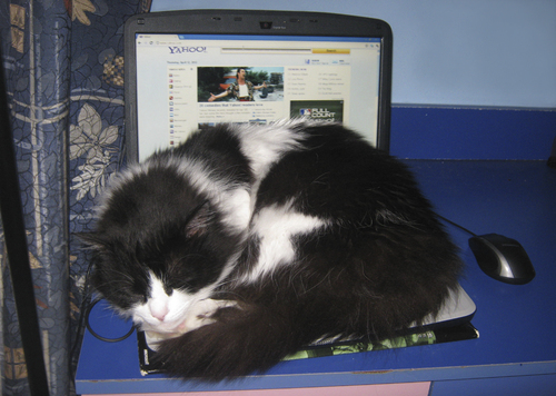 Cartoon: internet dreams (medium) by Medi Belortaja tagged laptop,sleeping,cat,dreams,yahoo,internet