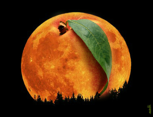 Cartoon: peach moon (medium) by Medi Belortaja tagged peach,moon