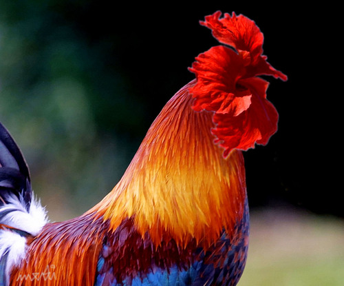 Cartoon: rooster (medium) by Medi Belortaja tagged flower,rooster