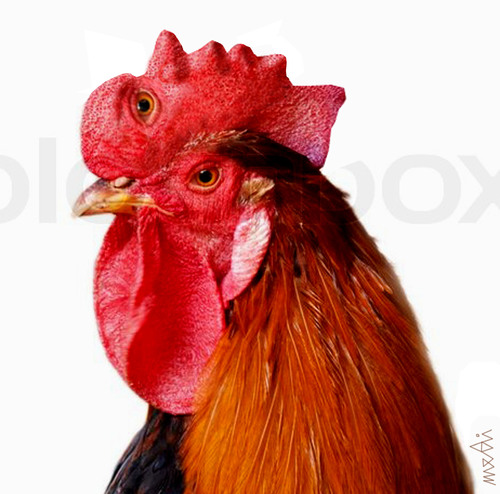 Cartoon: roosterman (medium) by Medi Belortaja tagged roosterman