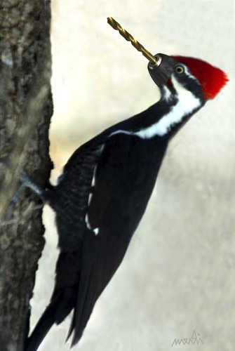 Cartoon: Woodpecker ready for work (medium) by Medi Belortaja tagged food,skid,loft,drill,borer,bird,woodpecker,humor