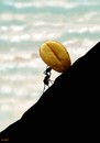 Cartoon: ant sisyphus (small) by Medi Belortaja tagged ant,sisyphus,food,wheat,germ,job,suffering