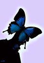 Cartoon: butterthink (small) by Medi Belortaja tagged butterthink,butterfly,thinking,thinker